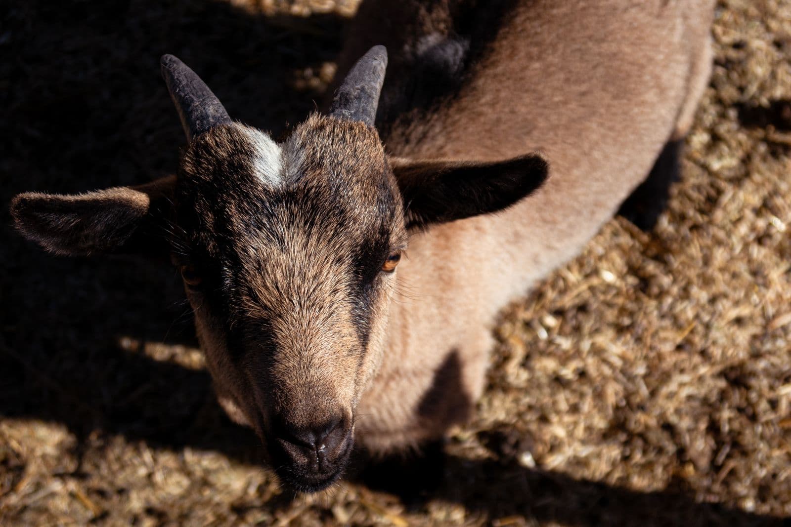 Close-up of a goat looking curiously into the camera.