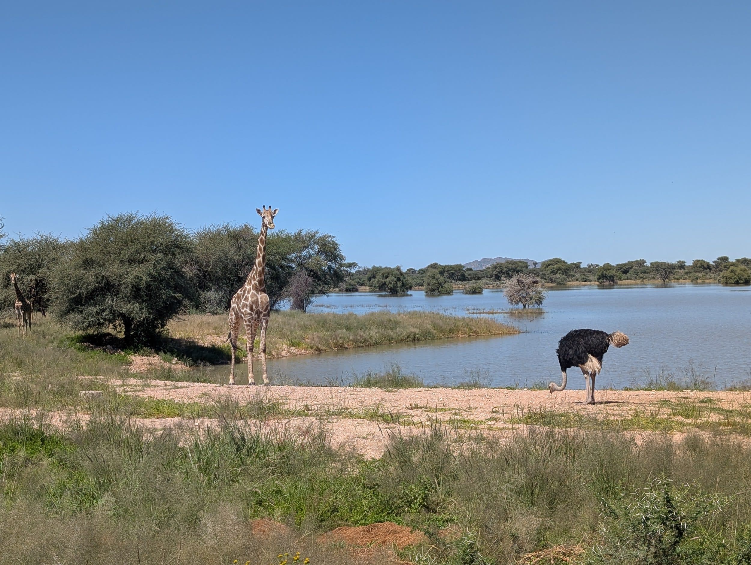 A giraffe and an ostrich at a waterhole under a blue sky.